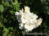 Morden Snowbeauty Morden Snowbeauty