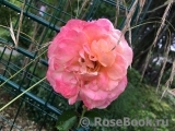 Peach Melba ® Peach Melba ®