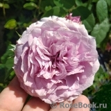 Lavender Ice Lavender Ice