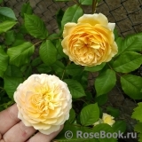 Crown Princess Margareta® Crown Princess Margareta®