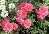 Rosarium Uetersen Rosarium Uetersen