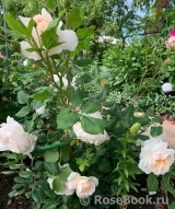 Crocus Rose® Crocus Rose®
