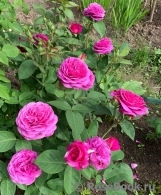 Heidi Klum Rose Heidi Klum Rose