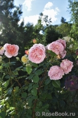 Abraham Darby Abraham Darby