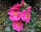 Bienenweide® Rosa
