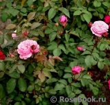 Violetta Виолетта Violetta Виолетта