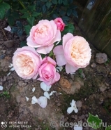 Constance Constance