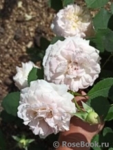 Morden Blush