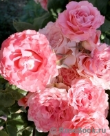Corail gelee Corail gelee