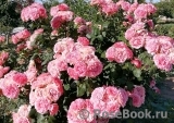 Corail gelee Corail gelee
