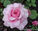 Florajet ® Florajet ®