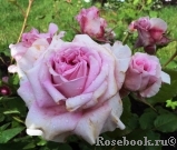 Florajet ® Florajet ®