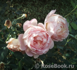 Lady of Shalott Lady of Shalott
