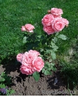 Corail gelee Corail gelee