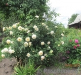Crocus Rose® Crocus Rose®
