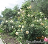 Crocus Rose® Crocus Rose®