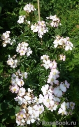 Robe Fleurie Robe Fleurie