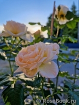 Uetersener Klosterrose Uetersener Klosterrose