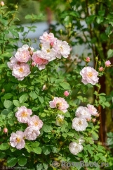 Scarborough Fair Scarborough Fair