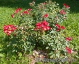 Cherry Meillandecor Cherry Meillandecor