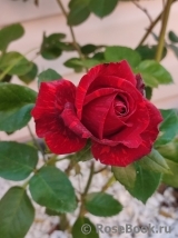 Red Intuition Red Intuition