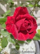 Red Intuition Red Intuition