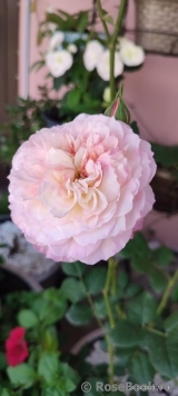 Constance Constance
