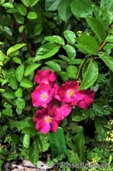 Marjorie Fair ® Marjorie Fair ®