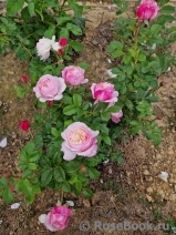 Constance Constance