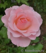 Johann Strauss Johann Strauss
