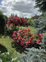 Rosarium Uetersen Rosarium Uetersen