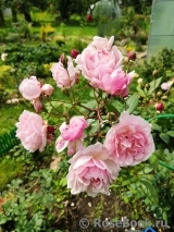 Eglantyne®