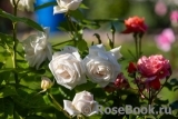 Madame Anisette ® Madame Anisette ®