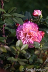 Augusta Luise Augusta Luise