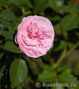 Olivia Rose Austin Olivia Rose Austin