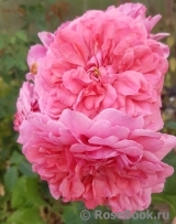 Rosarium Uetersen Rosarium Uetersen
