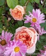 Abraham Darby Abraham Darby