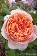 Abraham Darby Abraham Darby