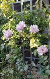 Couture Rose Tilia Couture Rose Tilia