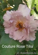 Couture Rose Tilia Couture Rose Tilia