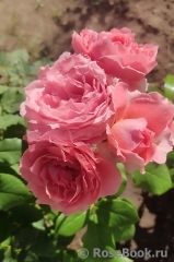 Corail gelee Corail gelee