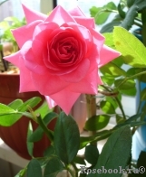 Magenta Diadem