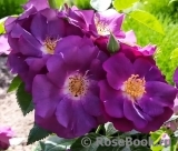 Rhapsody in Blue Rhapsody in Blue