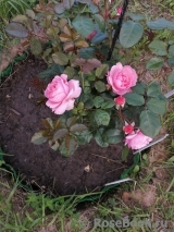 Kolner Flora Kolner Flora