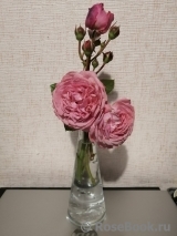 Kolner Flora Kolner Flora