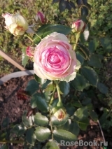 Pierre de Ronsard