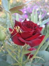 Black Baccara Black Baccara