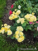 Golden Border Golden Border