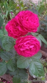 Ascot Ascot