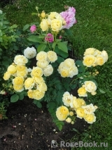 Golden Border Golden Border